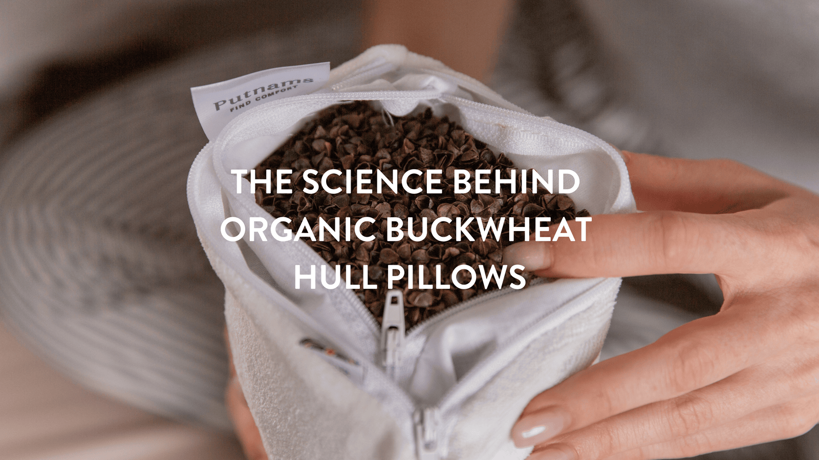 Person showing the contents of a Putnams organic buckwheat hull pillow